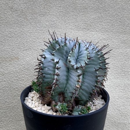 Euphorbia horrida