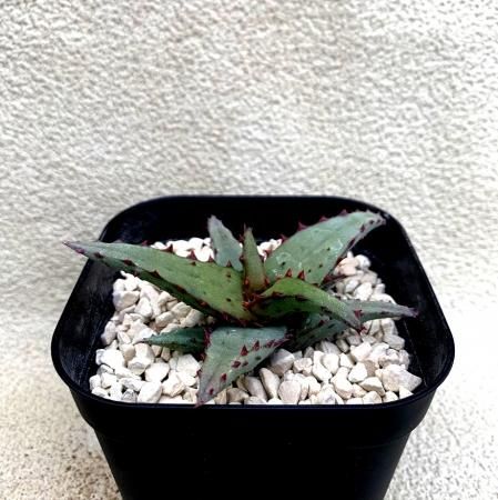 Aloe castilloniae