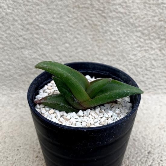 多肉植物）アロエ フロレンチニオラム 2号（1鉢） : チャーム
