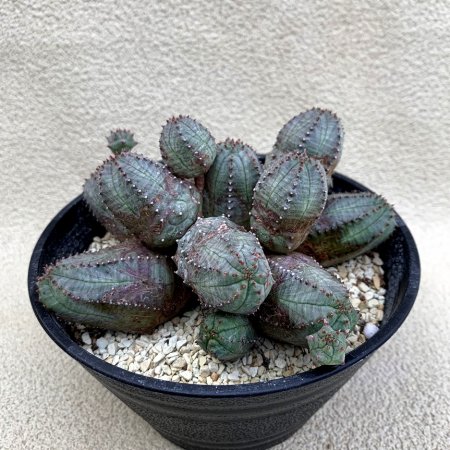 Euphorbia pseudo globosa
