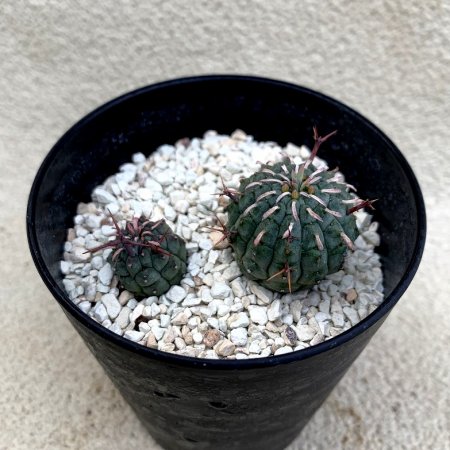 Euphorbia stellispina
