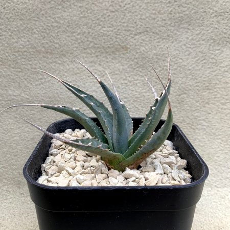 Agave utahensis var.eborispina