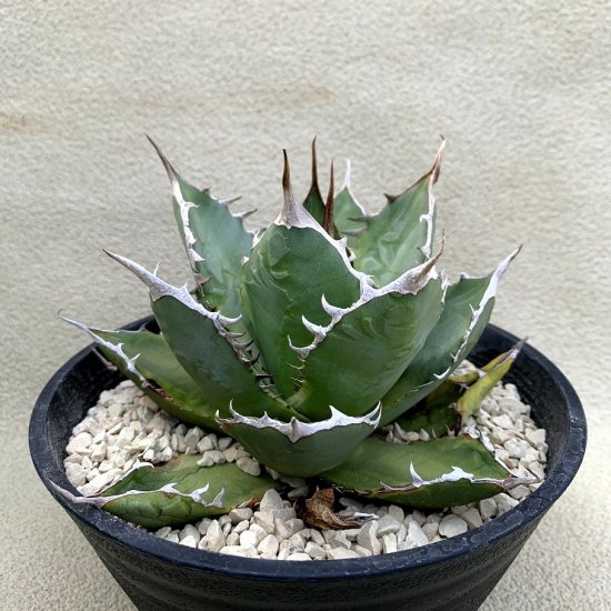 Agave titanota 'KOJIMA' - SABOSABO STORE