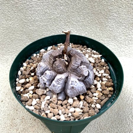 Dioscorea elephantipes
