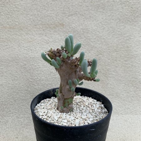 Othonna clavifolia
