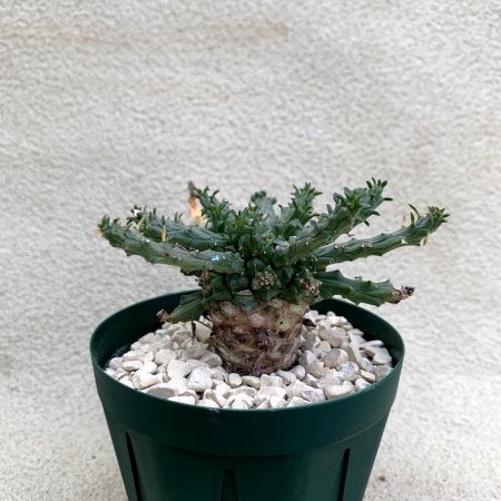 Euphorbia albipollinifera
