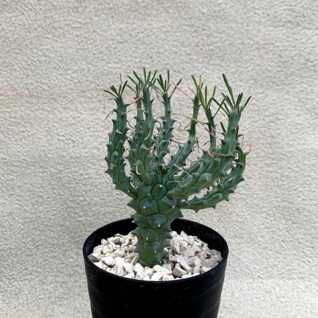 Euphorbia tuberculata
