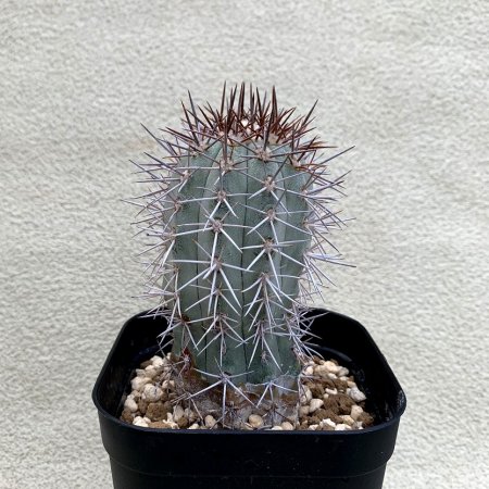 Copiapoa lembckei