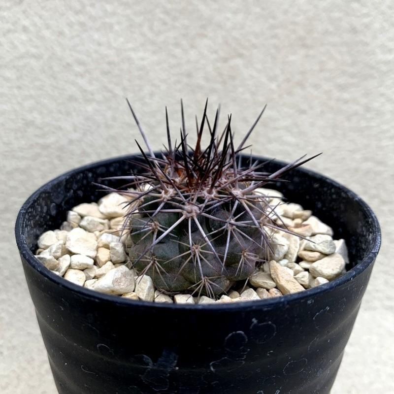 Copiapoa desertorum var. rupestris - SABOSABO STORE