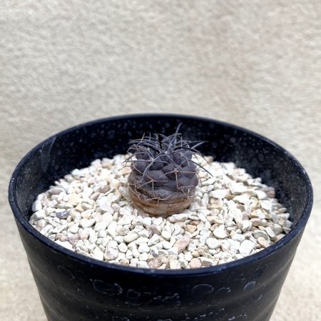 Copiapoa corralensis