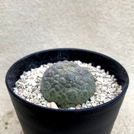 Pseudolithos migiurtinus