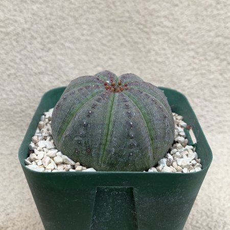 Euphorbia obesa ssp. symmetrica