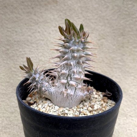 Pachypodium horombense