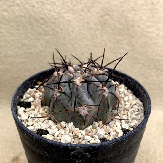 Acanthocalycium glaucum - SABOSABO STORE