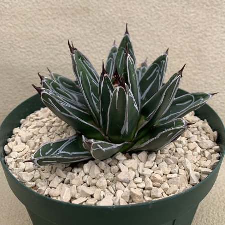 Agave victoriae-reginae
