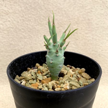 Euphorbia etuberculosa
