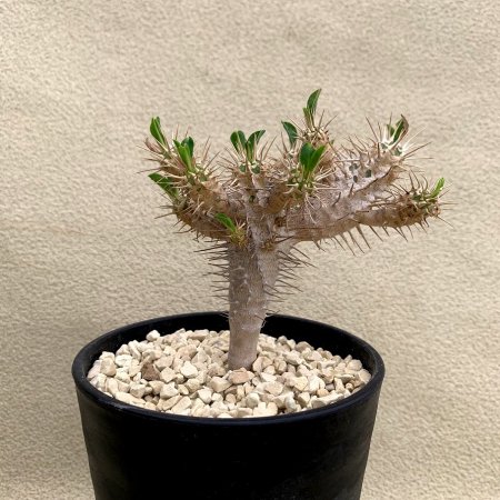 Euphorbia guillauminiana
