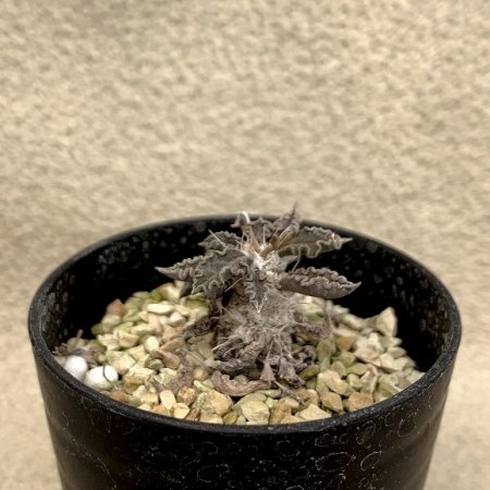 Euphorbia tulearensis
