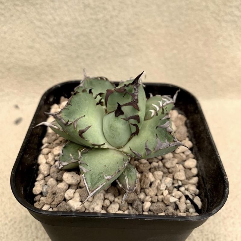 Agave titanota 'Black Whale' - SABOSABO STORE Agave titanota 'Black Whale' - SABOSABO STORE