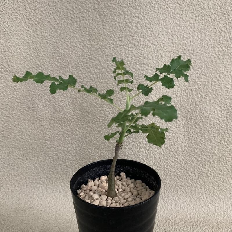 boswellia-sacra-ボスウェリア-サクラ-kk5103-実生-41348