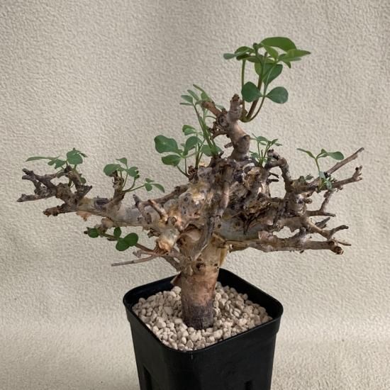 Commiphora stocksiana - SABOSABO STORE