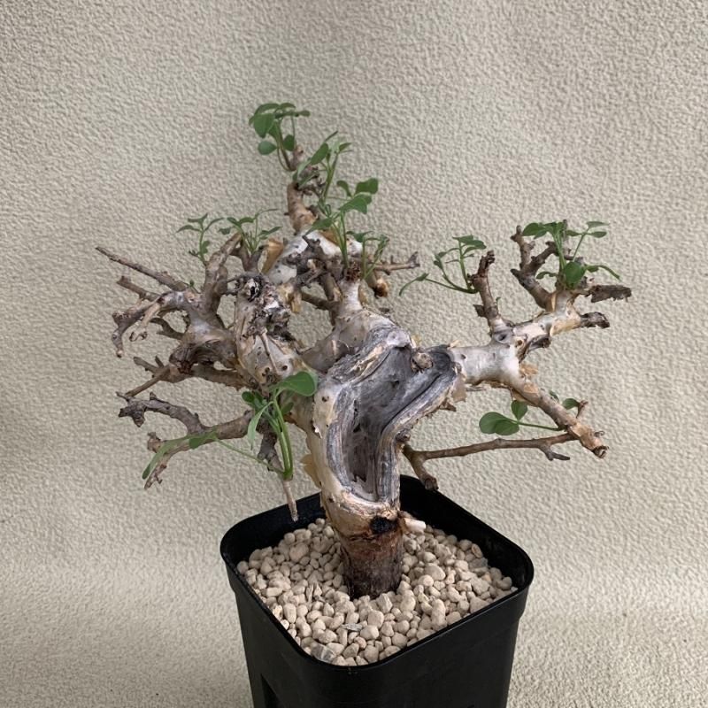 コミフォラ ストックシアナ / Commiphora stocksiana / 発根済み
