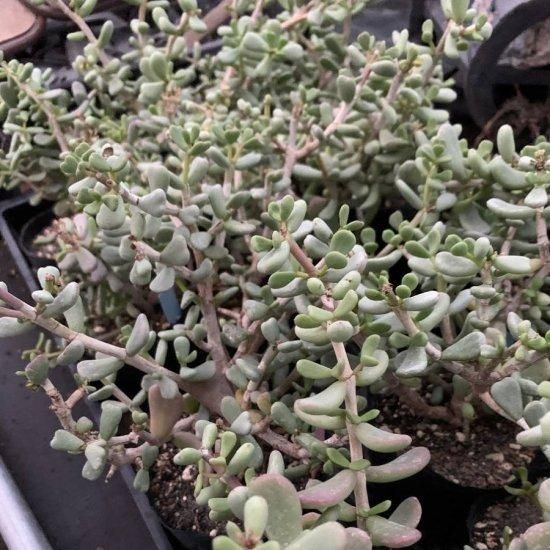 Seeds 30】Ceraria pygmaea - SABOSABO STORE