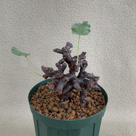 Pelargonium mirabile