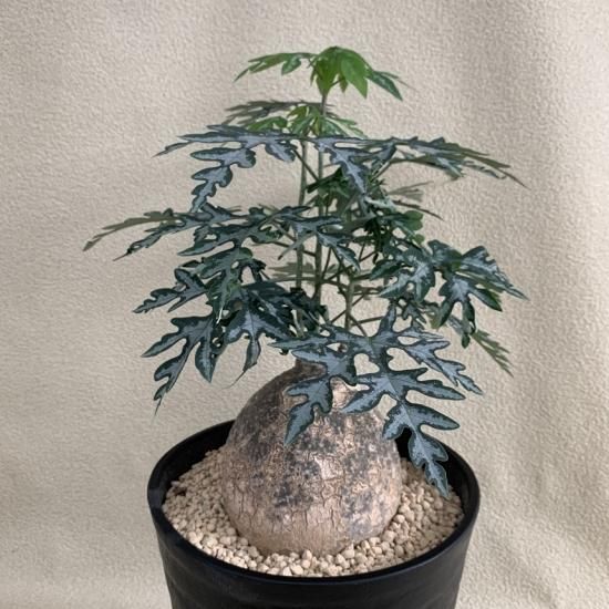 Adenia metamorpha - SABOSABO STORE