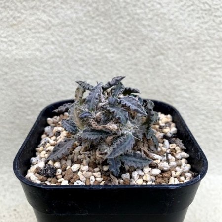 【Seeds 5】Euphorbia tulearensis