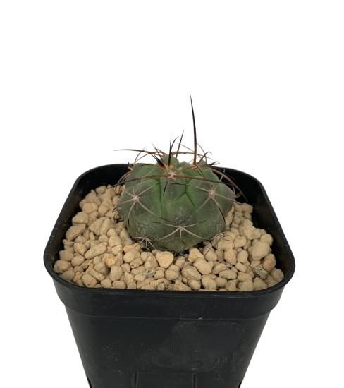 コピアポア ドュラ 鉢! (Copiapoa echinoides コピアポア ドュラ 鉢! (Copiapoa echinoides