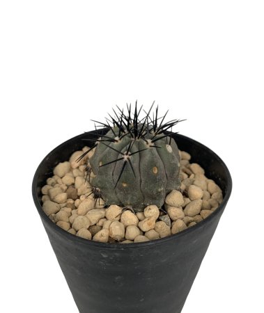 Copiapoa calderana