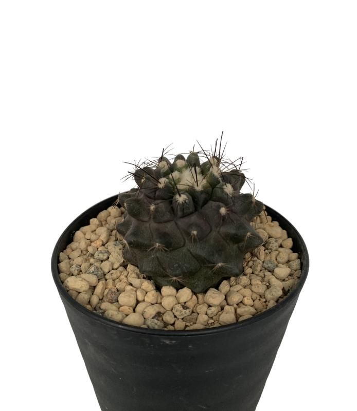 Copiapoa humilis - SABOSABO STORE