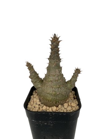 Pachypodium windsorii 