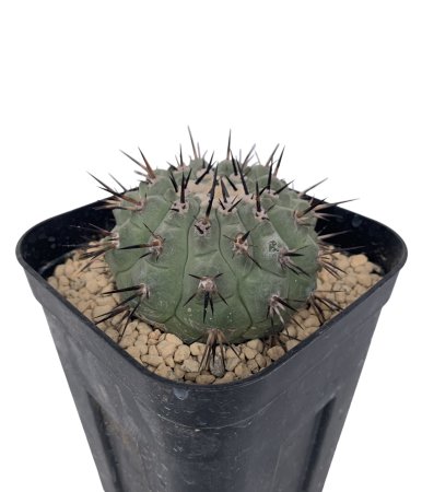 Copiapoa cinerea