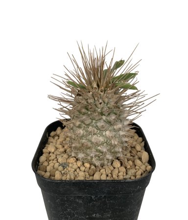 Pachypodium namaquanum