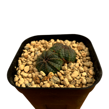 Euphorbia obesa double-head