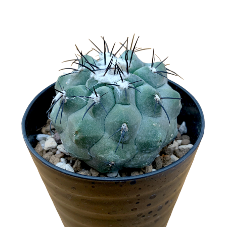 Copiapoa montana