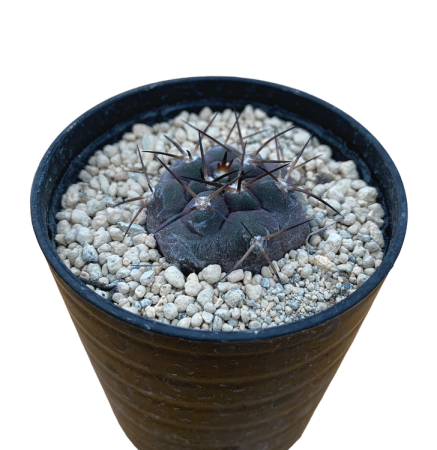 <img class='new_mark_img1' src='https://img.shop-pro.jp/img/new/icons8.gif' style='border:none;display:inline;margin:0px;padding:0px;width:auto;' />Copiapoa cinerea