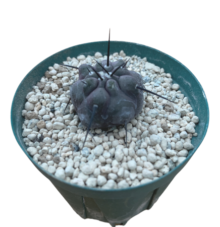 Copiapoa cinerea