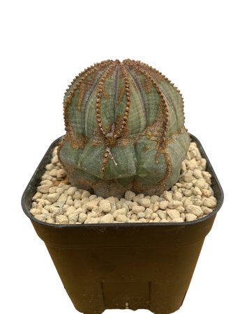 Euphorbia obesa