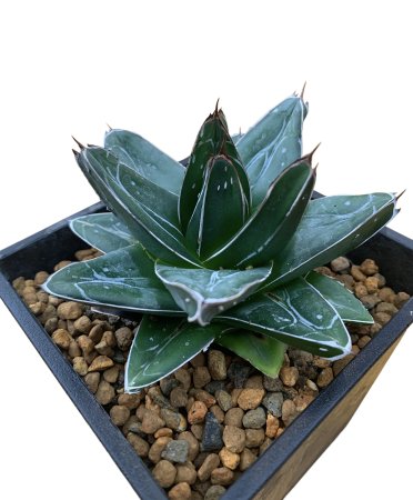 <img class='new_mark_img1' src='https://img.shop-pro.jp/img/new/icons8.gif' style='border:none;display:inline;margin:0px;padding:0px;width:auto;' />Agave victoriae-reginae 