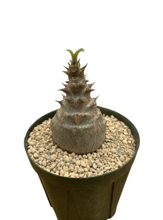 <img class='new_mark_img1' src='https://img.shop-pro.jp/img/new/icons8.gif' style='border:none;display:inline;margin:0px;padding:0px;width:auto;' />Pachypodium windsorii
