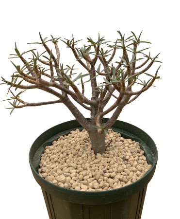 
Euphorbia balsamifera