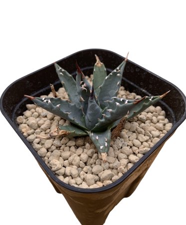 <img class='new_mark_img1' src='https://img.shop-pro.jp/img/new/icons8.gif' style='border:none;display:inline;margin:0px;padding:0px;width:auto;' />Agave uthaensis var. nevadensis