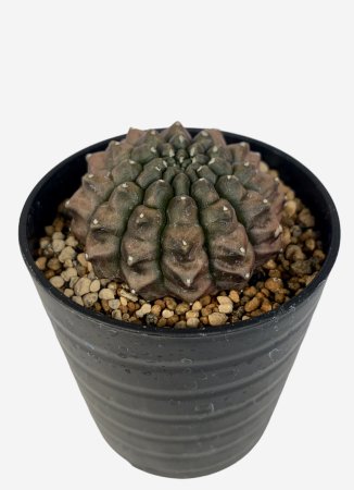 Gymnocalycium friedrichii 