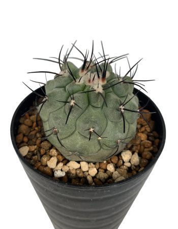 <img class='new_mark_img1' src='https://img.shop-pro.jp/img/new/icons8.gif' style='border:none;display:inline;margin:0px;padding:0px;width:auto;' />Copiapoa montana