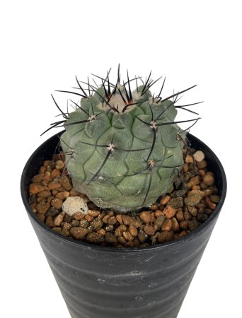 <img class='new_mark_img1' src='https://img.shop-pro.jp/img/new/icons8.gif' style='border:none;display:inline;margin:0px;padding:0px;width:auto;' />Copiapoa montana