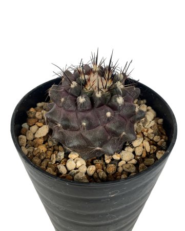 Copiapoa humilis