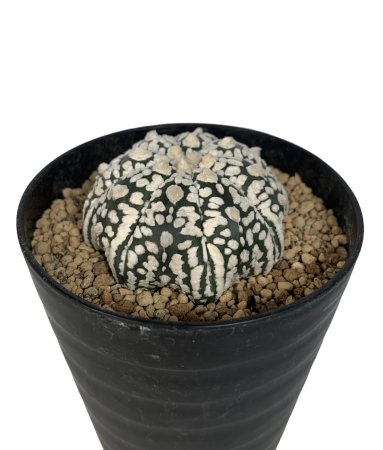 Astrophytum asterias SUPER